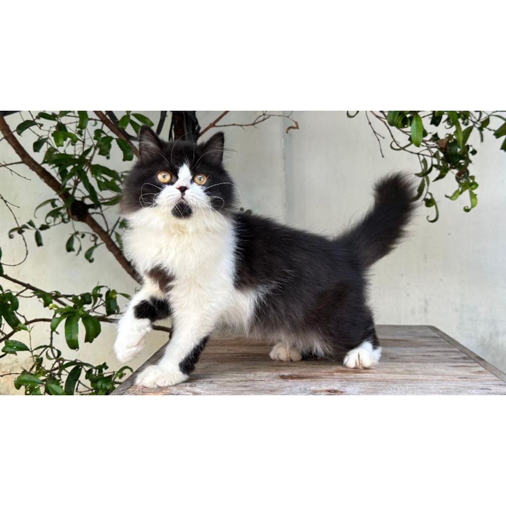 KUCING PERSIA JANTAN 4 BULAN HITAM PUTIH LUCU
