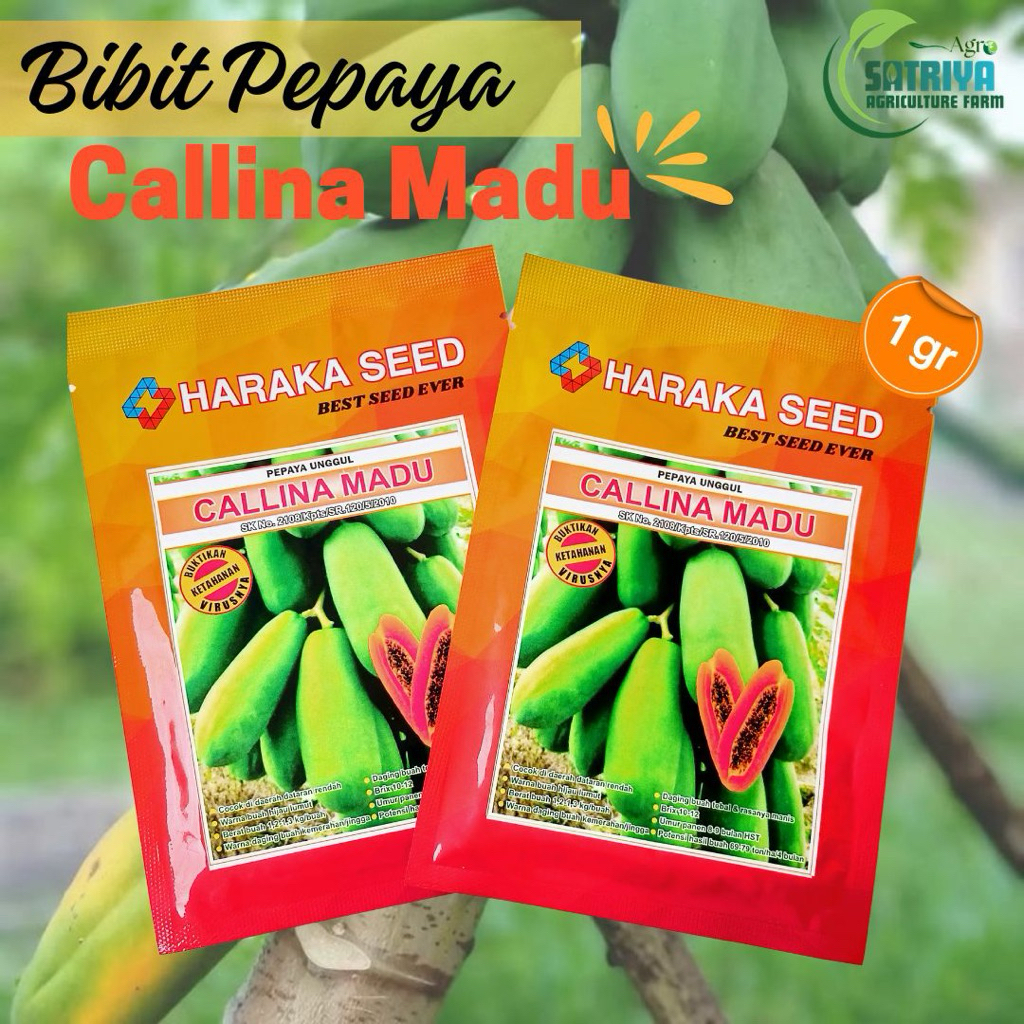 BENIH PEPAYA CALLINA MADU (PEPAYA CALIFORNIA) 1 GRAM