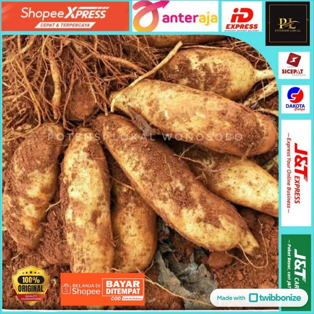 UBI YAKON | 1 KG | ASLI WONOSOBO | Original Dataran Tinggi Dieng | Makanan Alami Kaya Serat | Pengon