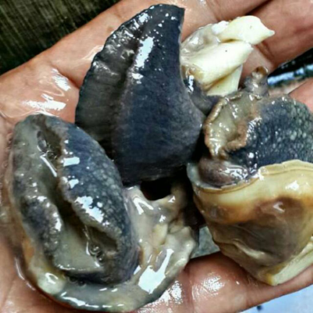 Daging Bekicot Segar Premium