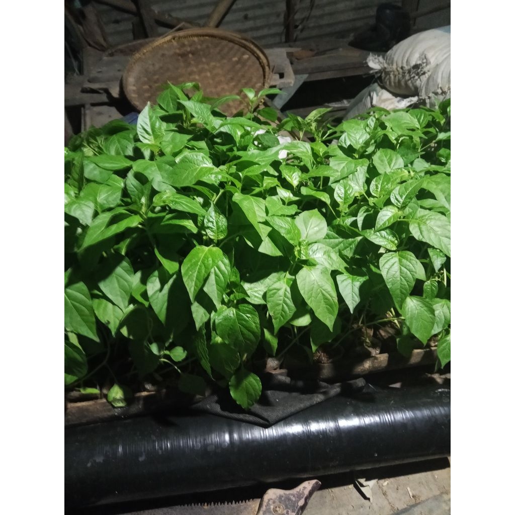 bibit cabe rawit siap tanam