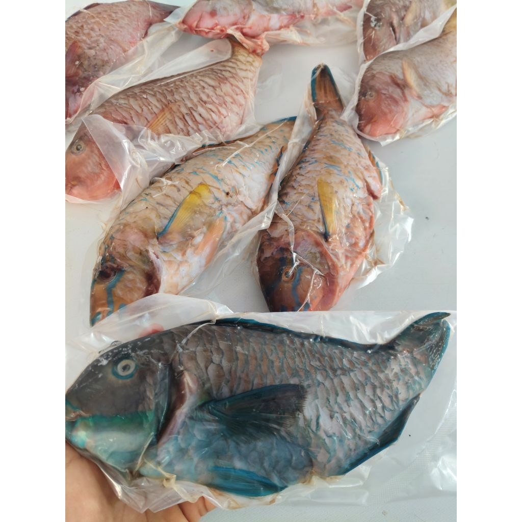 Ikan Kakatua bersih vacum