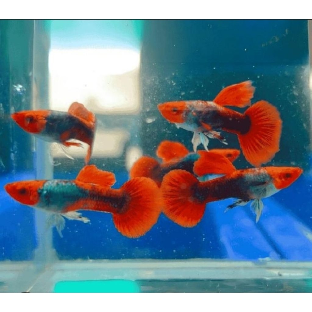 guppy tuxedo koi