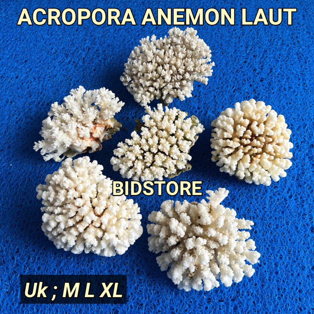 Karang Acropora Anemon laut aquascape aquarium laut