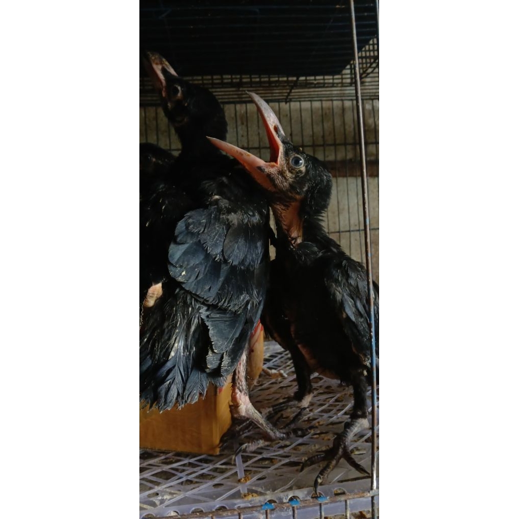 Burung gagak, gagak gaok, gagak besar
