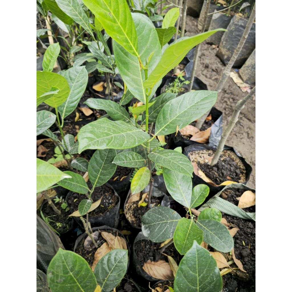 BIBIT CEMPEDAK KING MERAH