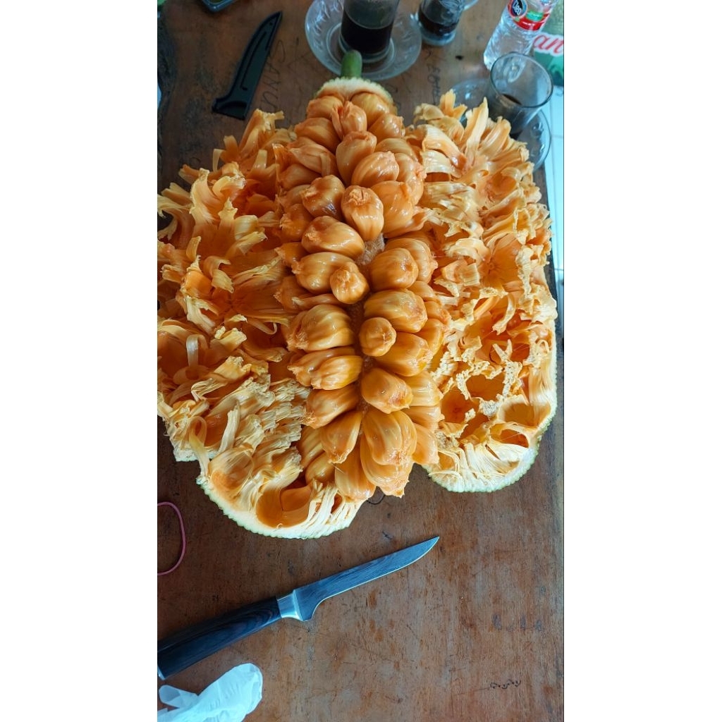 BIBIT CEMPEDAK KING MERAH