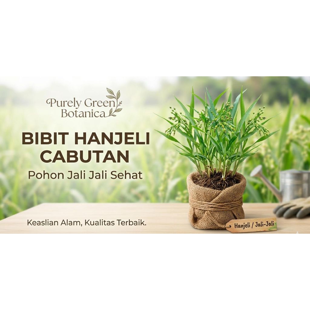 Bibit Hanjeli Cabutan