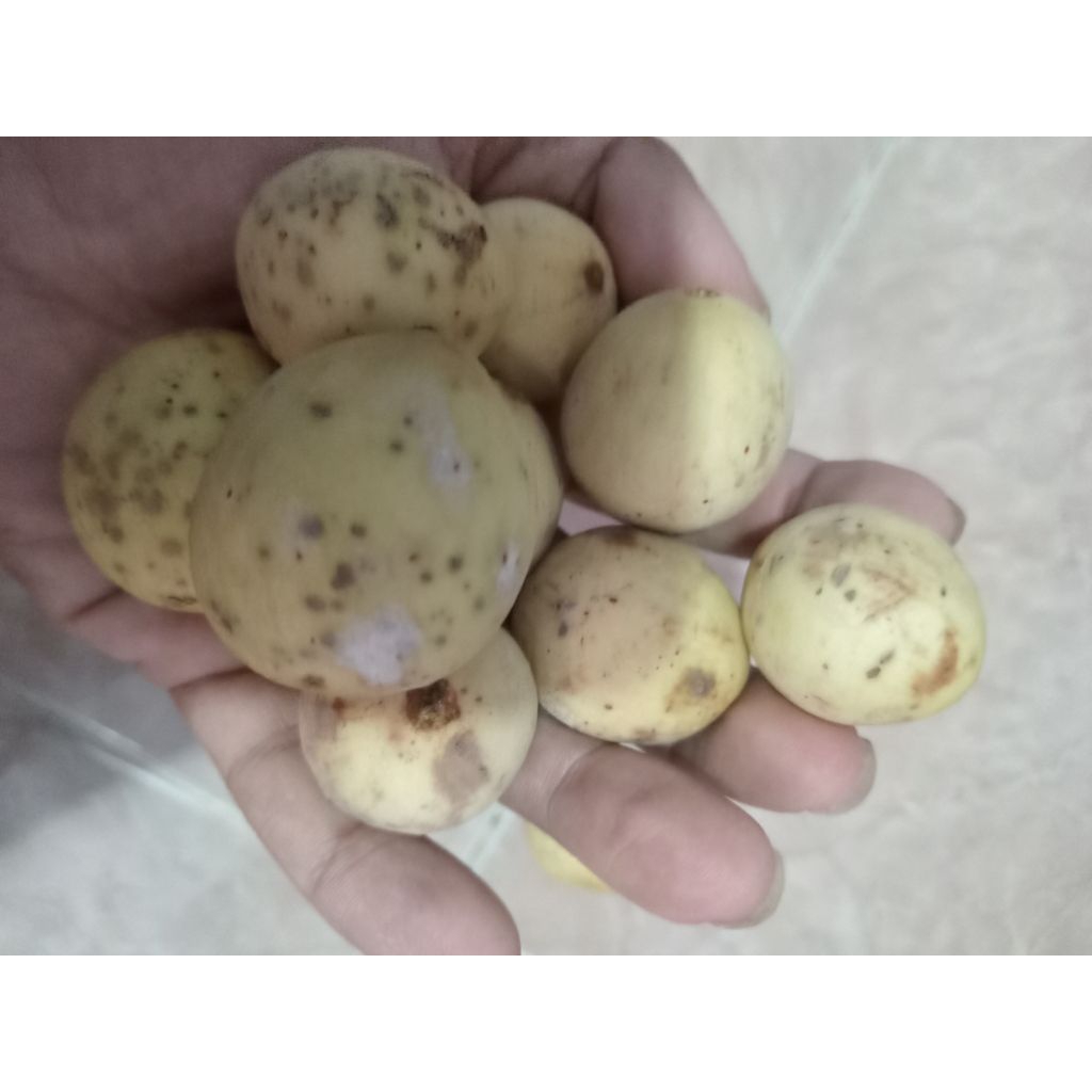 Duku Palembang Manis ori