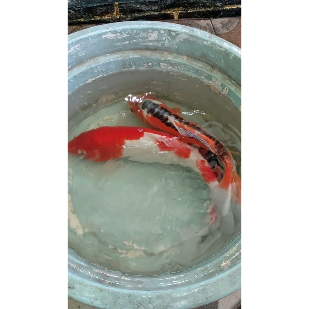Paket Koi 3 Ekor Shusui, Kohaku, Showa Instant Only