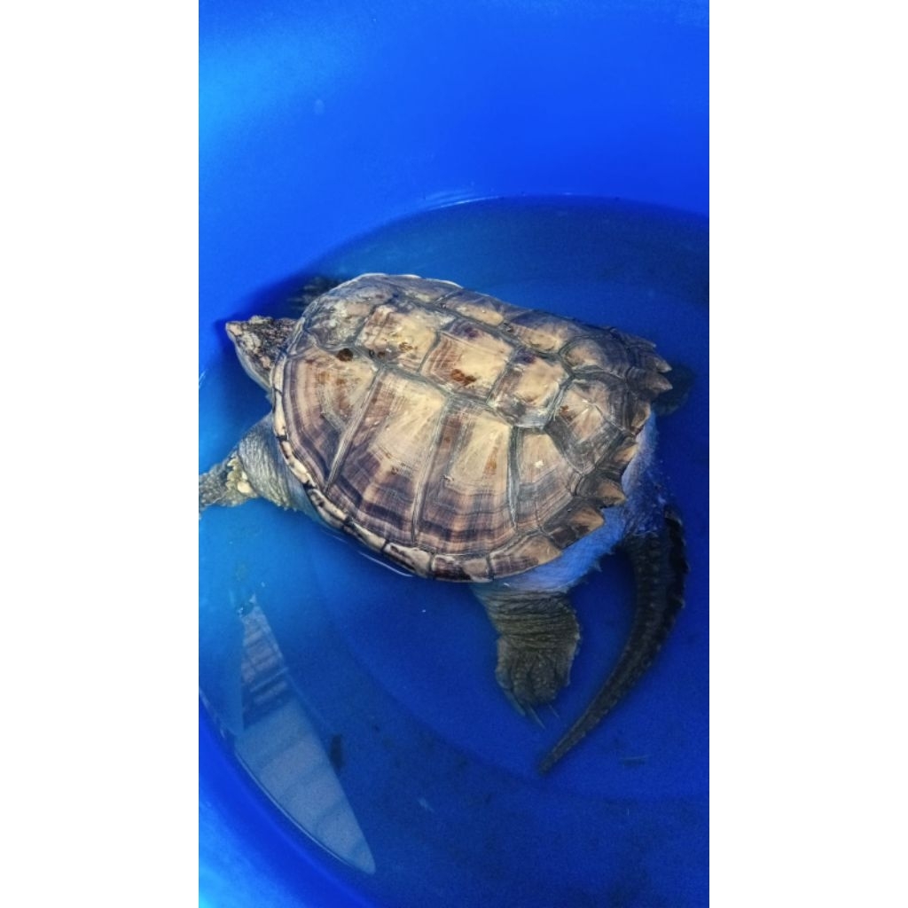 kura kura cst size 25 cm up cerah betinacommon snapping turtle
