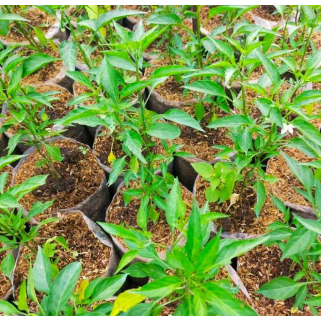 Bibit Tanaman Cabe Keriting/Bibit Pohon Cabe Keriting
