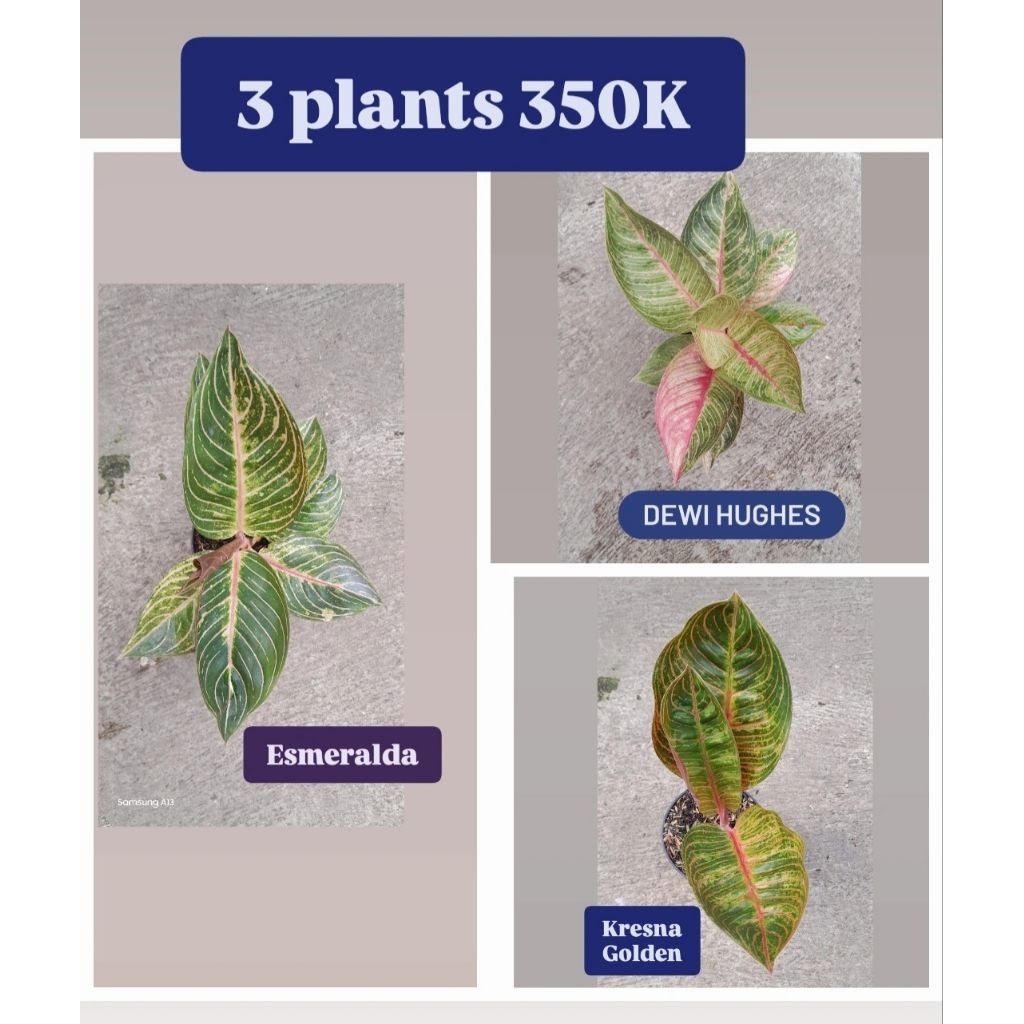 Paket 3 Aglonema 350K = Esmeralda/Esme, Dewi Hughes/Huges, Kresna golden