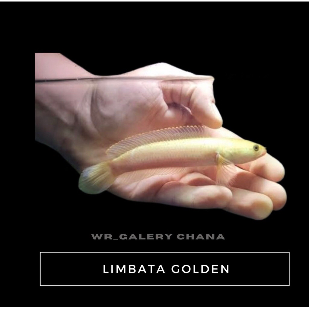 LIMBATA GOLDEN KUALITAS PREMIUM