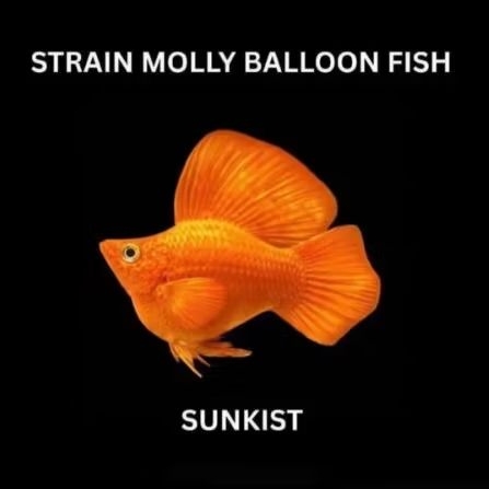 Hiasan molly balon sunkist