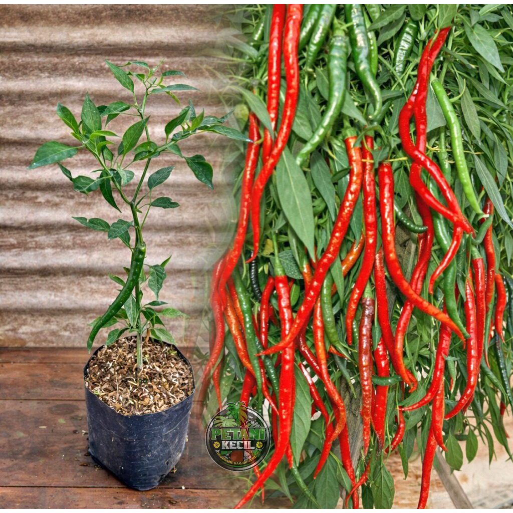 Bibit Tanaman Cabe Merah Keriting - Cabe Merah Keriting