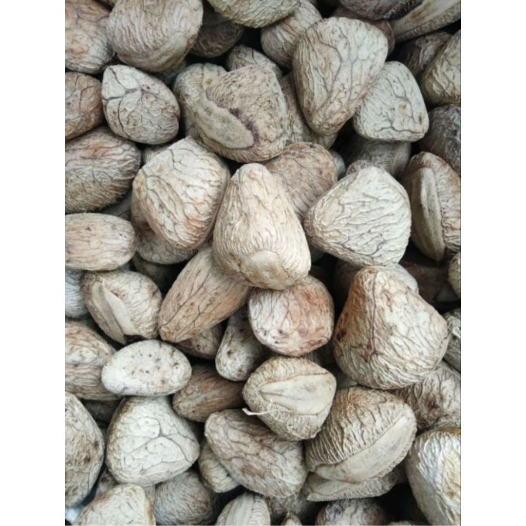 Buah picung keluwek muda segar fressh segar 1kg