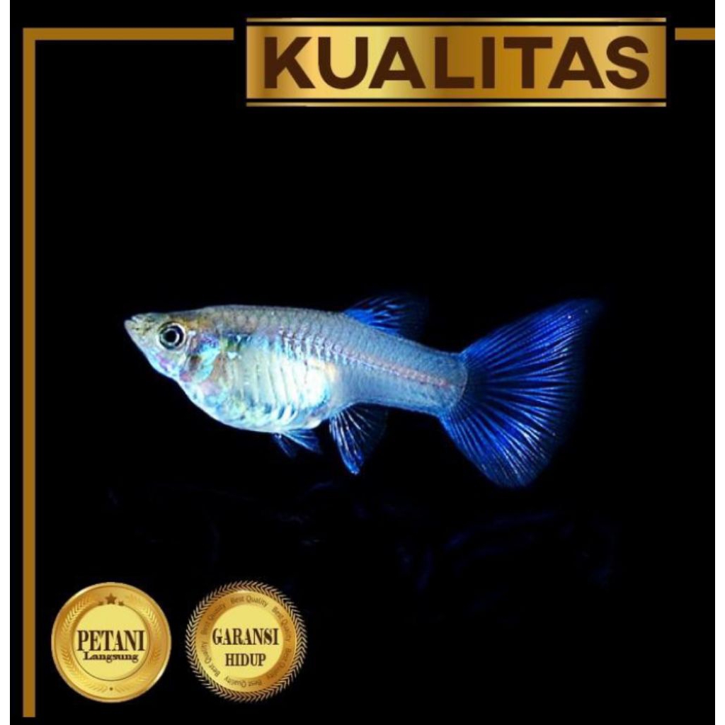 10 ekor Guppy Blue Moscow Betina Ikan Hias