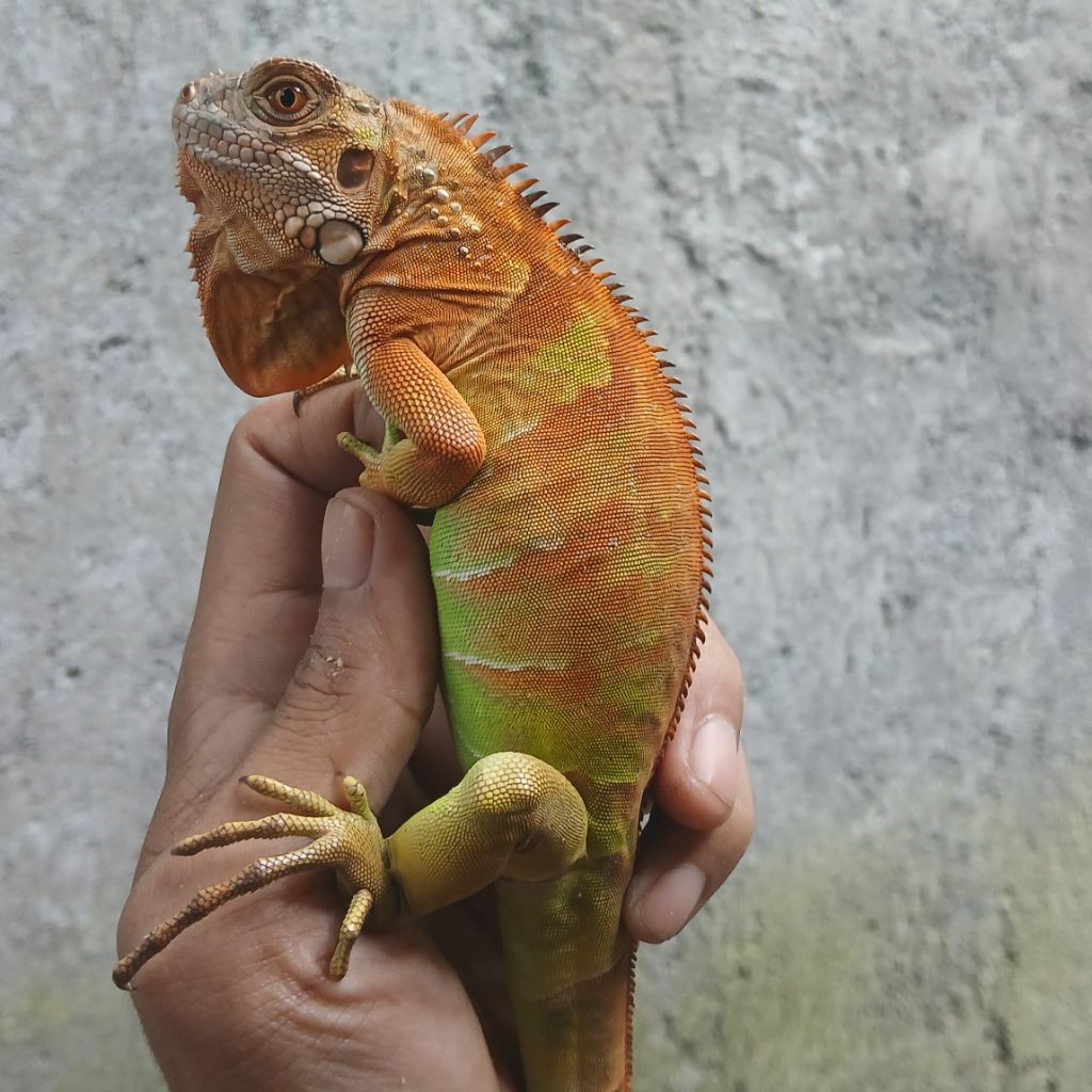 Pelet Pakan Reptil Red Iguana Juve 55 cm Bongsor