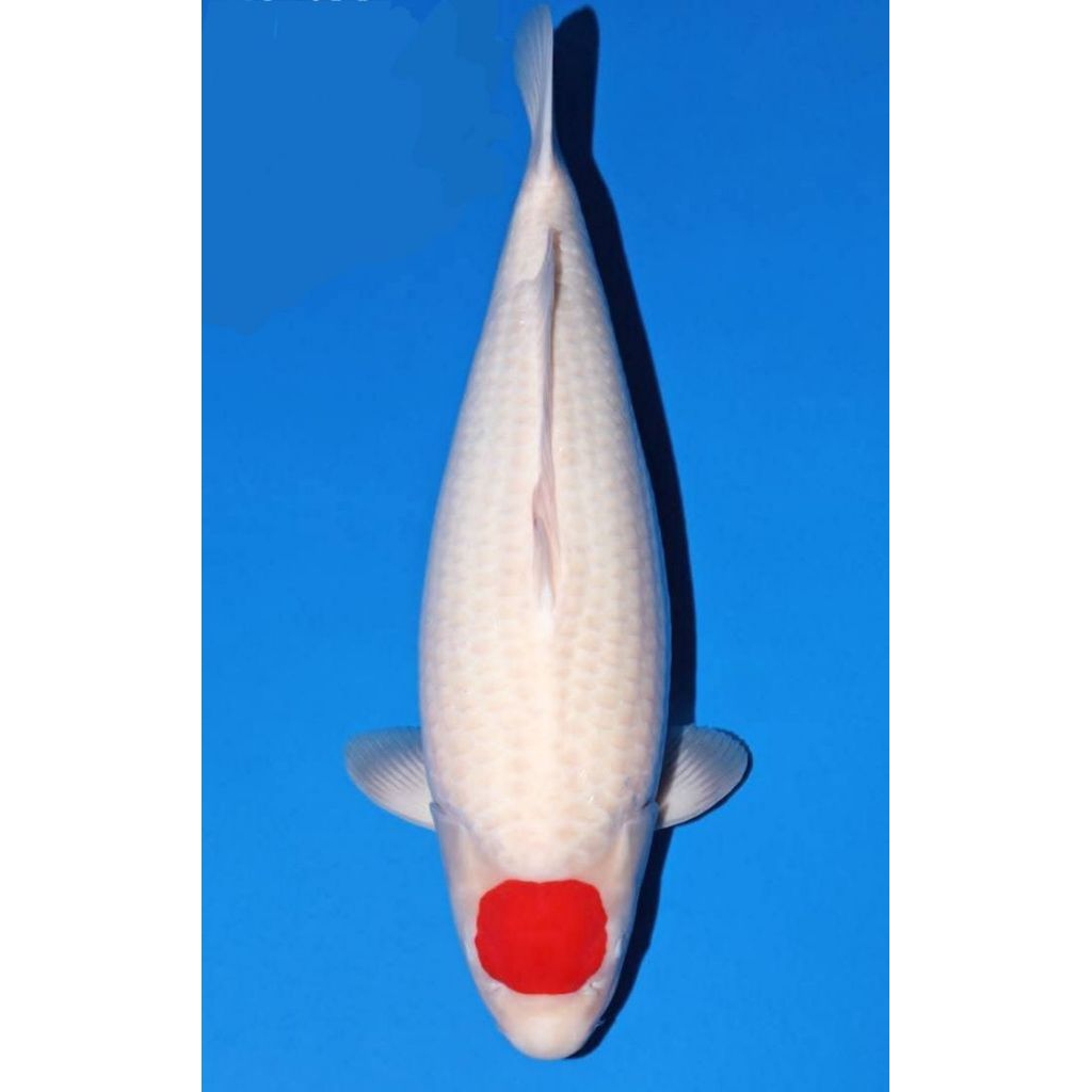 PROMO MURAH KOI TANCHO SIZE 20-25CM super cantik blitar grade a
