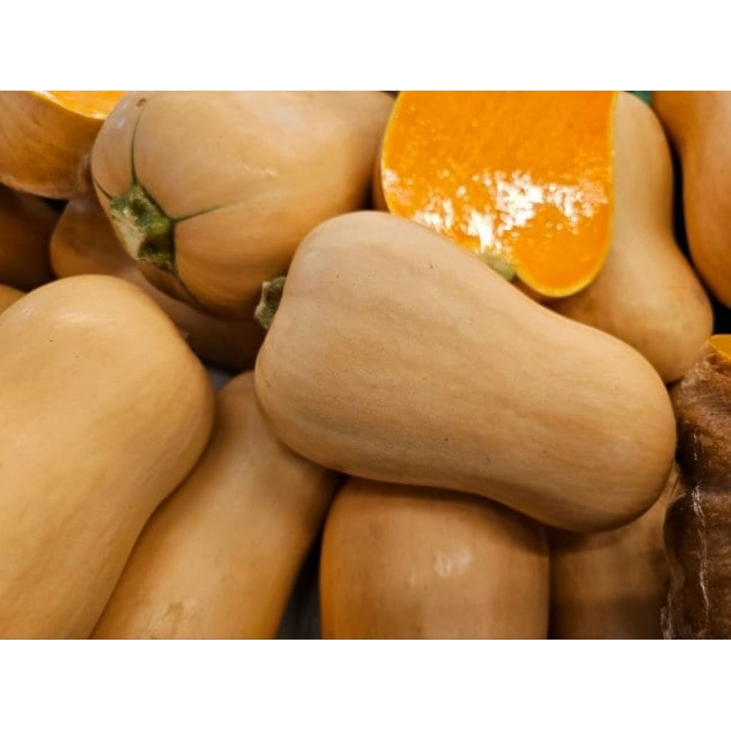 Benih Cabai Buldog Jumbo isi 5 butir- Buah Besar & Panjang