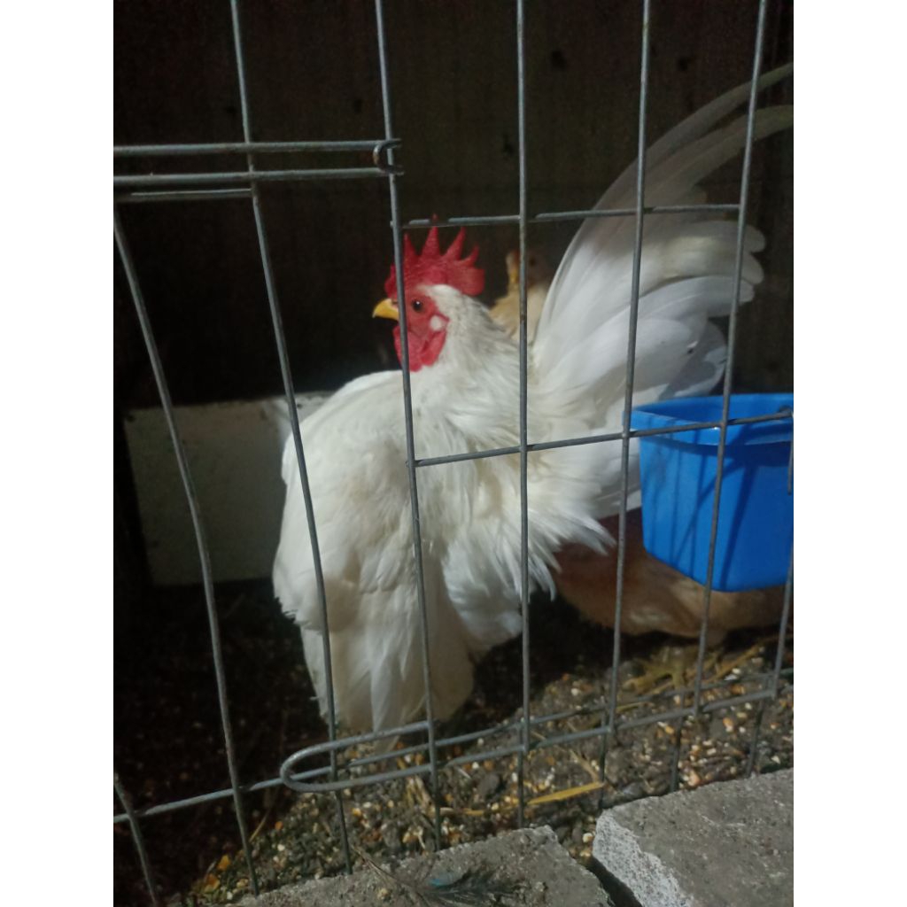 ayam Kate / Serama ori /chabo ori