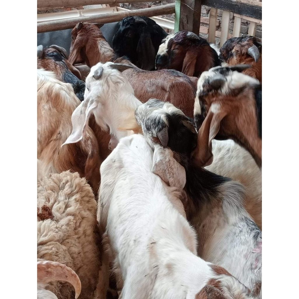 Kambing Kurban Domba Sapi Aqiqah