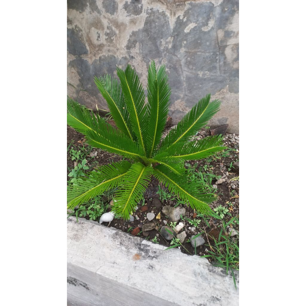 tanaman pakis haji / mawar jambe