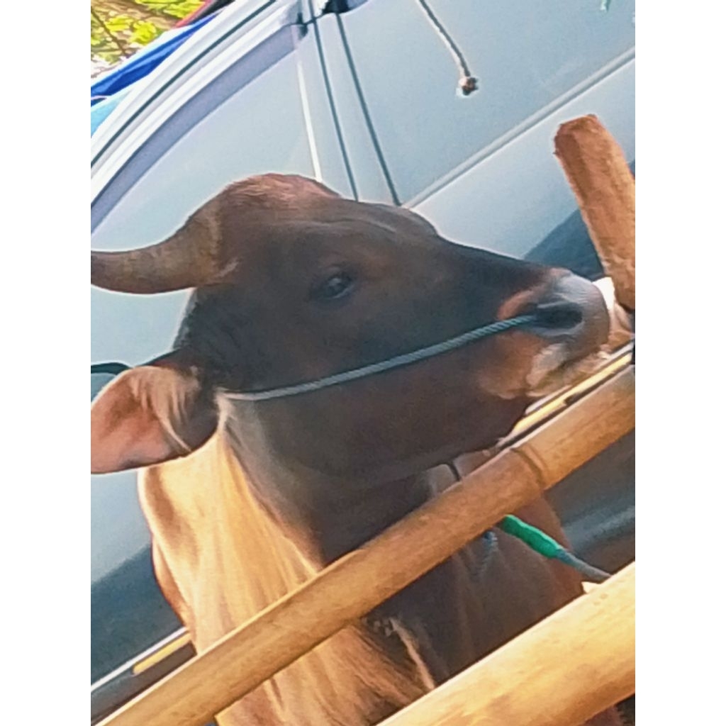 sapi qurban bima ras bali