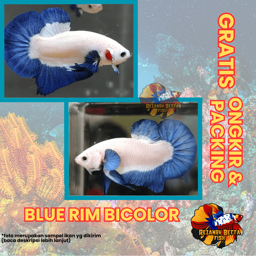 Plakat Blue Rim Bicolor Butterfly TOP GRADE Best Seller Siap Indukan