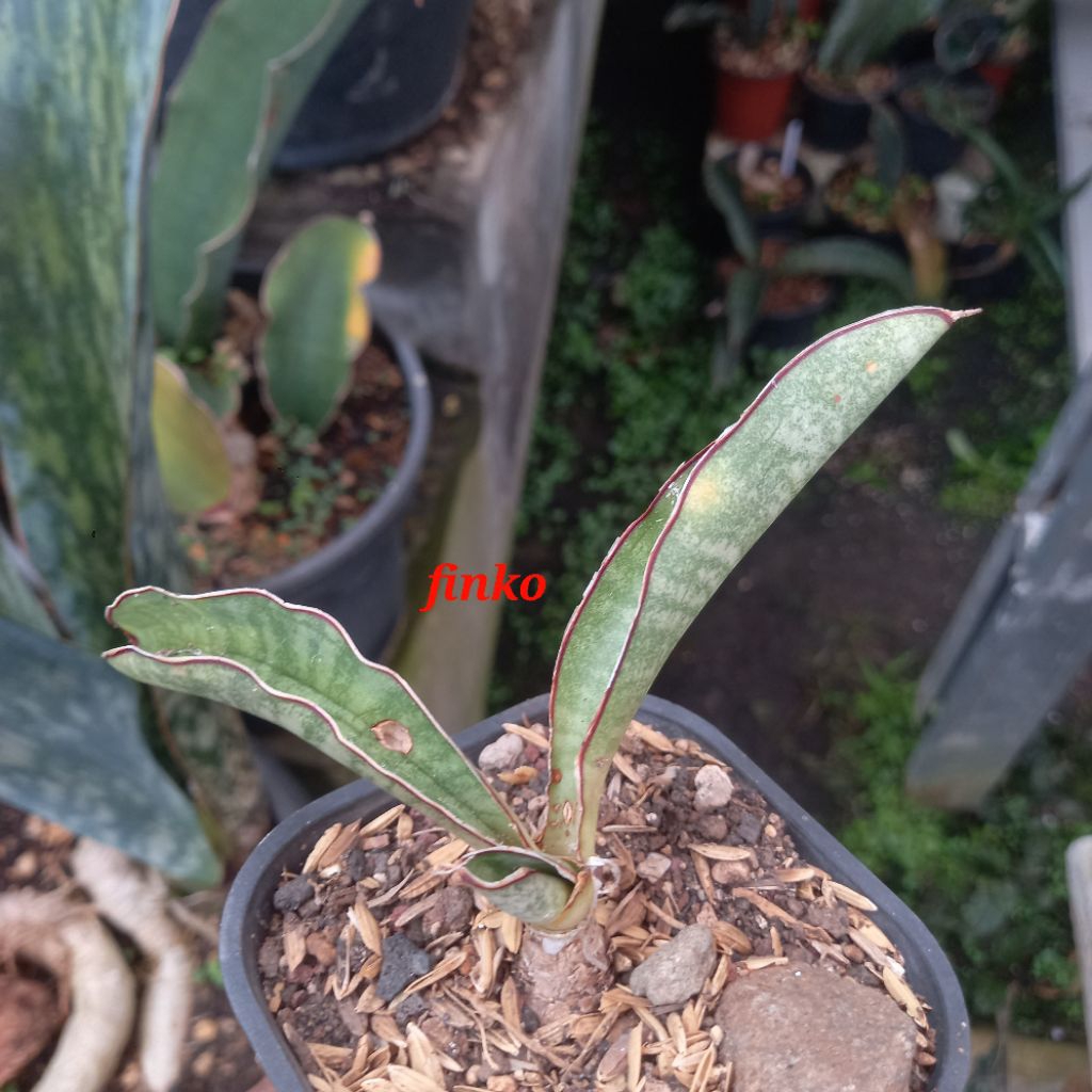 rare! R.2291. sansevieria sp. nov. gwayi river