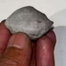 MUNCANg KeMiri adu jawaan si kawung
