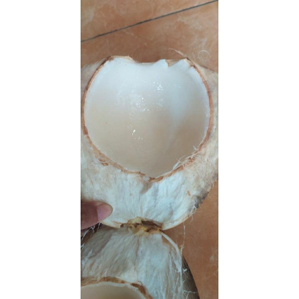 kelapa muda kelapa kuning/hijau
