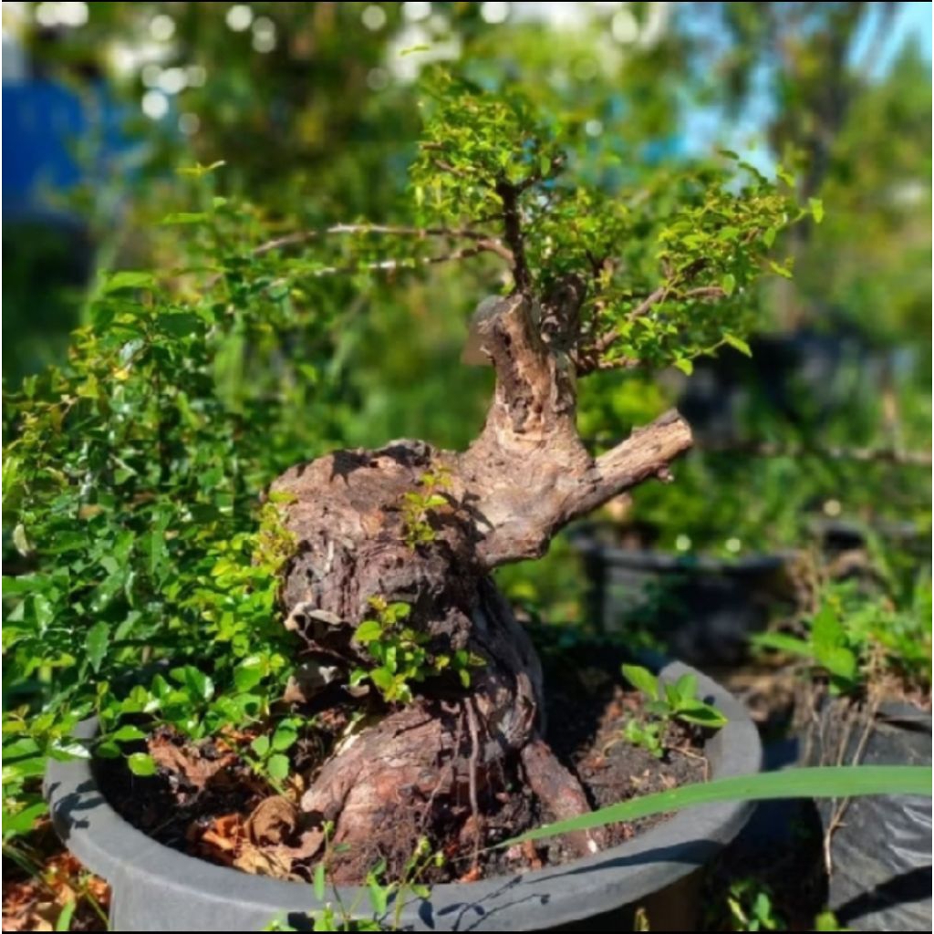 Bonsai kibesi Real picture