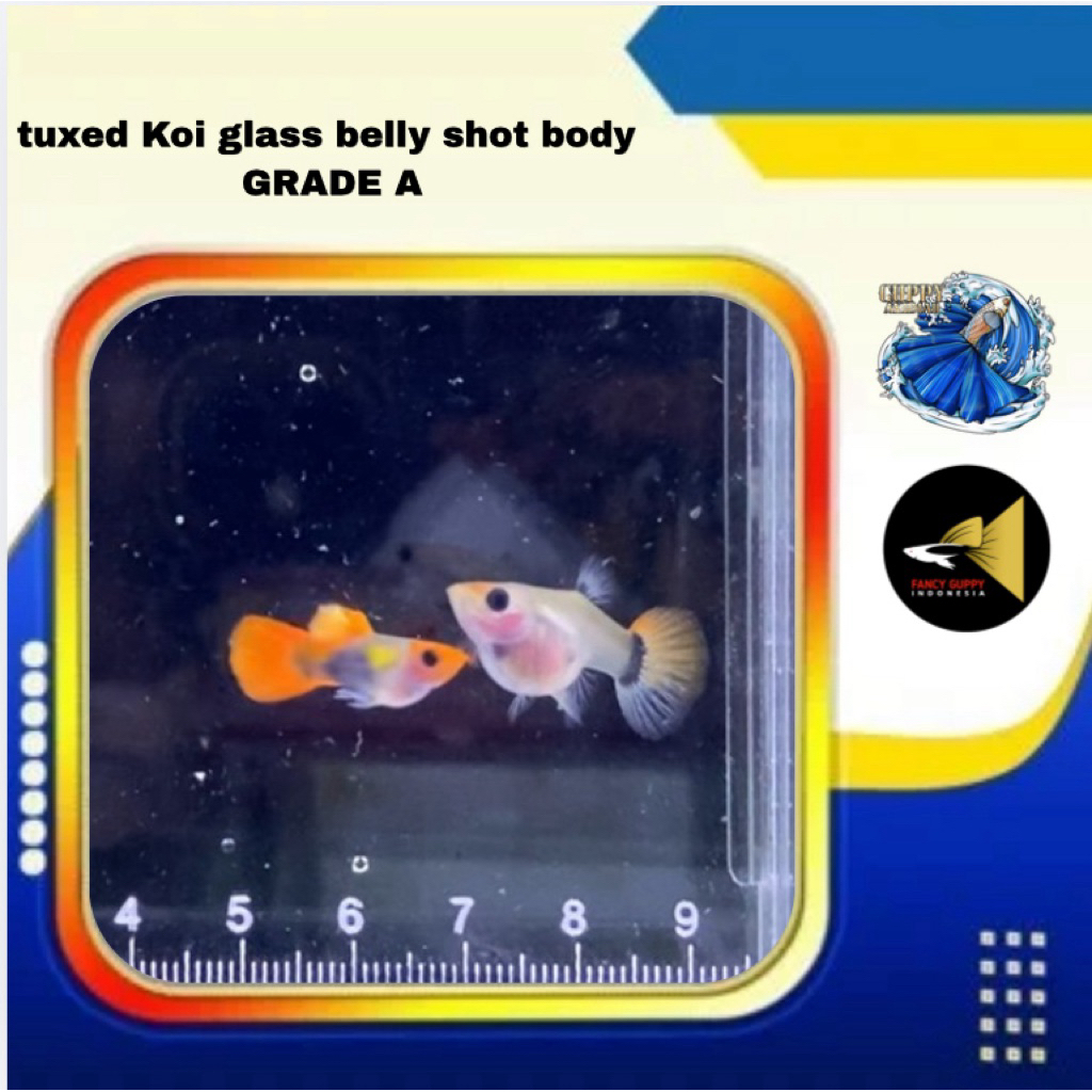 guppy Tuxedo Koi glass belly shot body. satu pasang grade A. hiasan aquarium