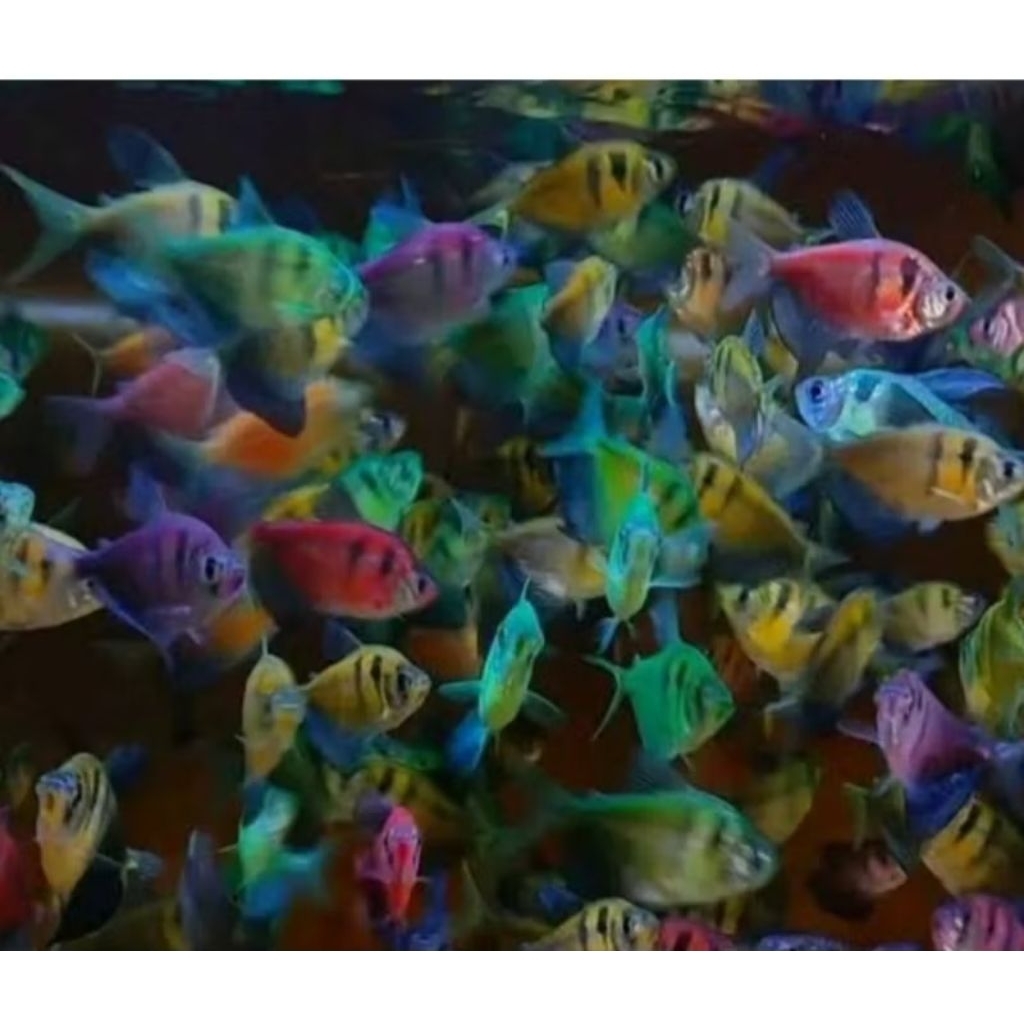IKAN  TIGER GLOWFISH 1Ekor