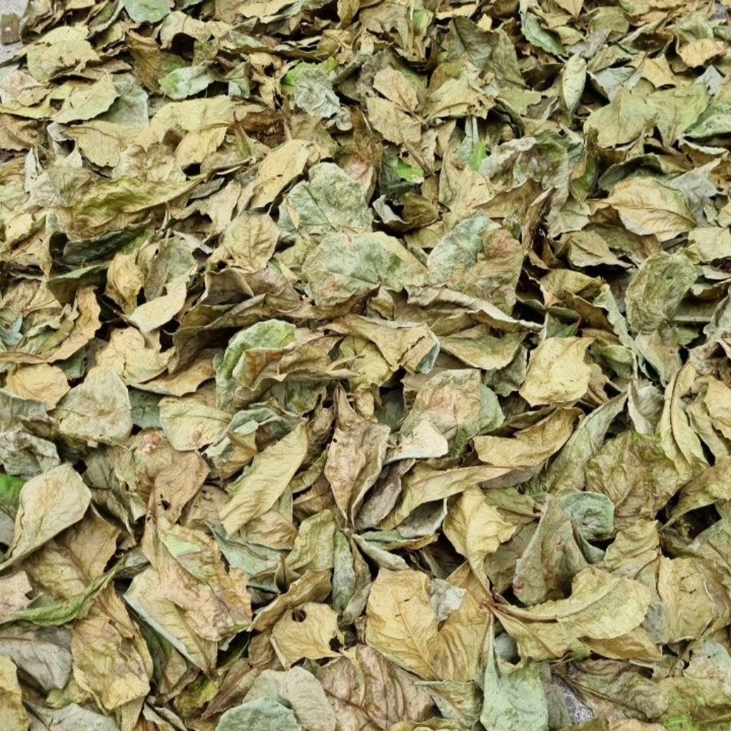 daun ketapang 1 kg
