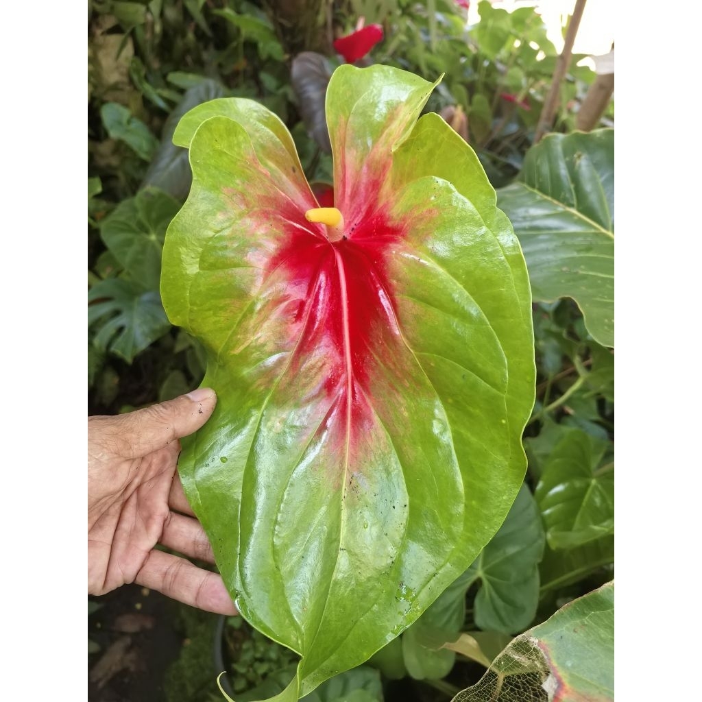 anthurium presiden