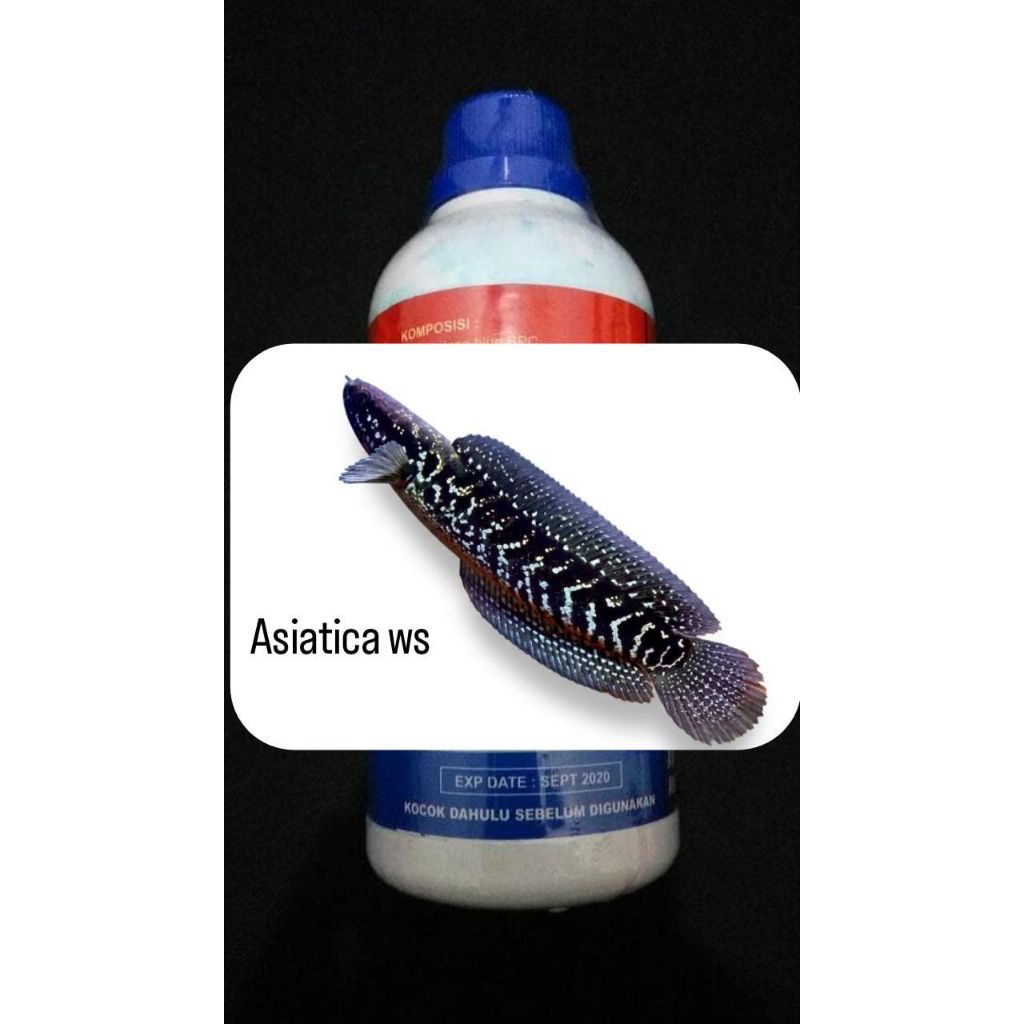cairan obat asiatica ws 6-10cm 3pcs
