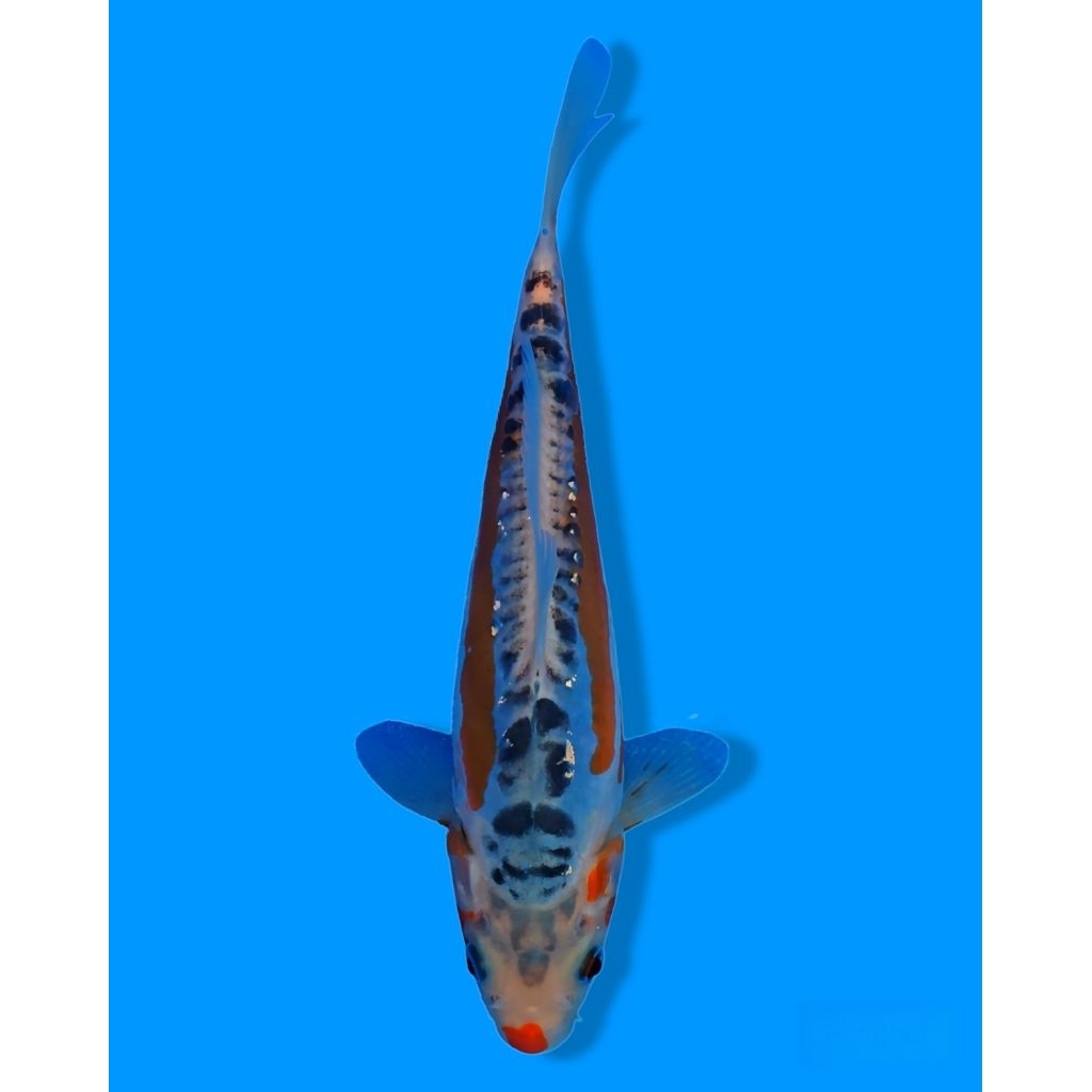 ikan koi shusui F1 boodine yamaju 20cm