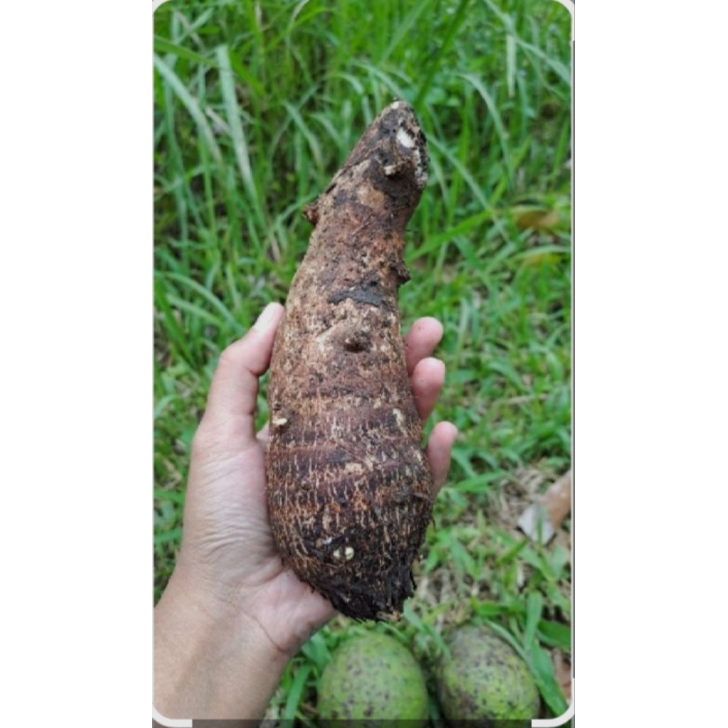 ubi talas /mbote/enthik segar alami 1 kg