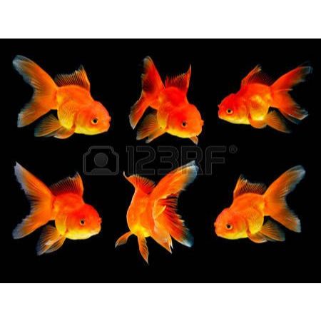 Ikan Hias Koki Oranda / Ikan Koki Oranda / Ikan Hias Air Tawar