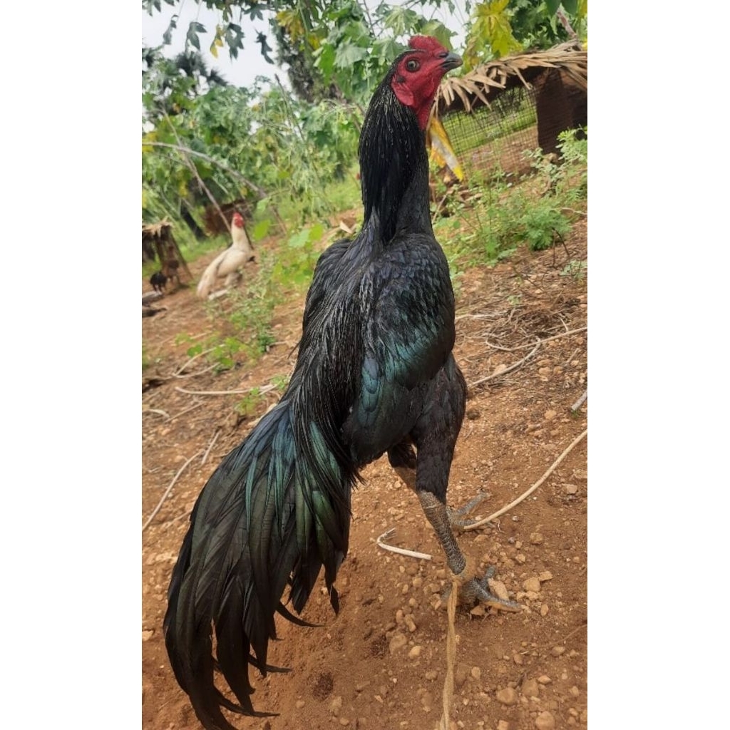 telur ayam PAKHOY full brakot drumband
