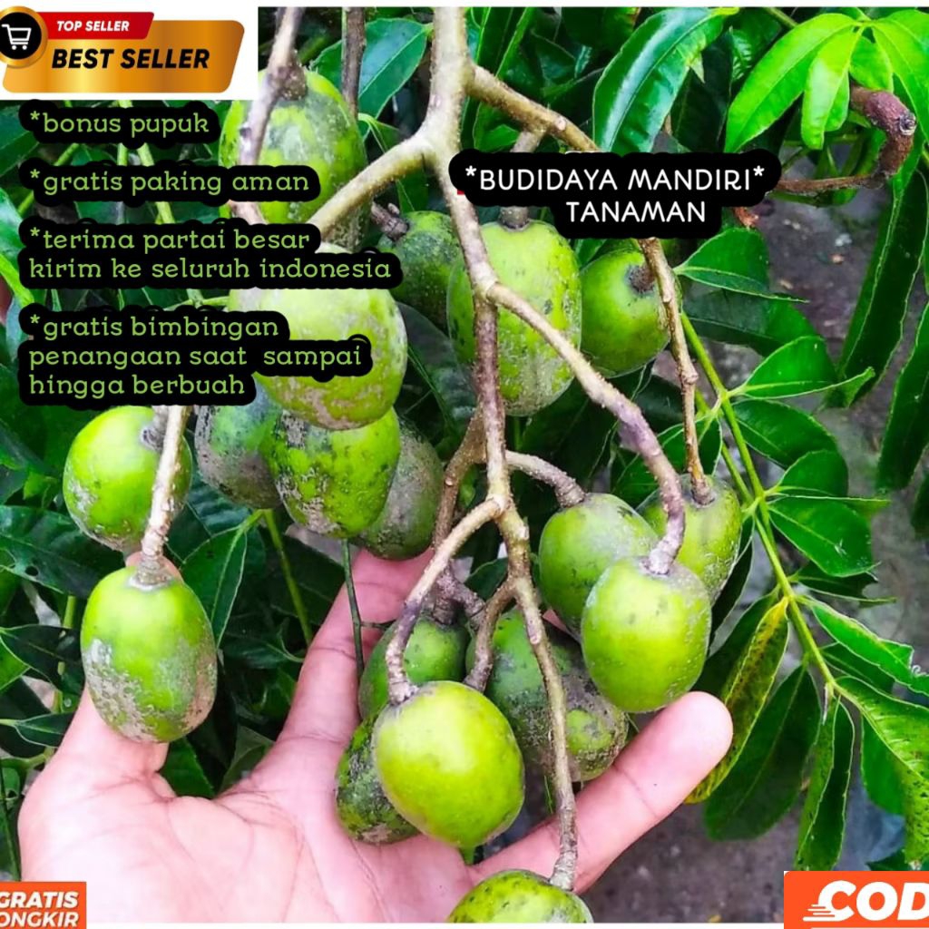 Bibit Kedondong Jumbo Super Siap Berbuah