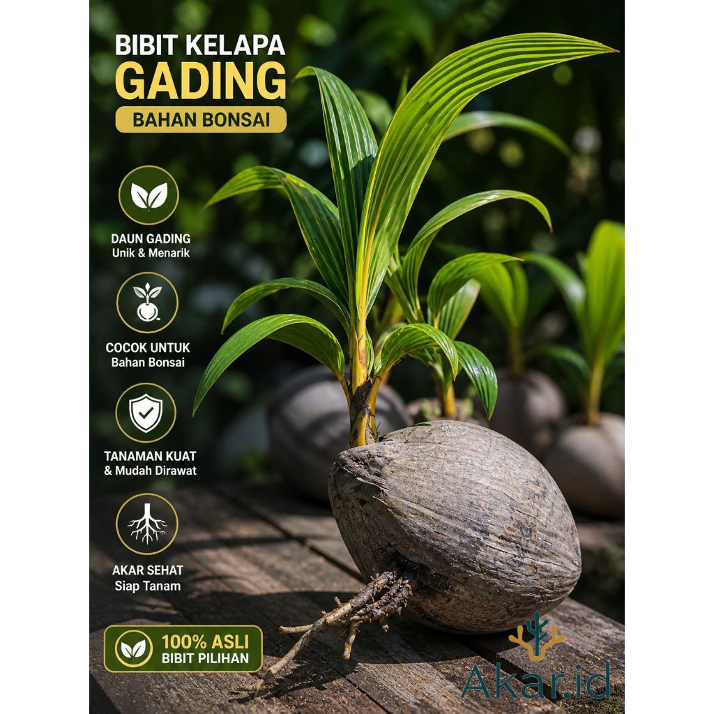 Bibit Kelapa gading atau kelapa Bali pendek sudah berbuah