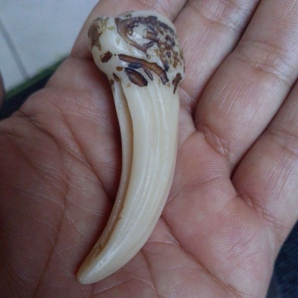 liontin kuku macan panjang/pcs