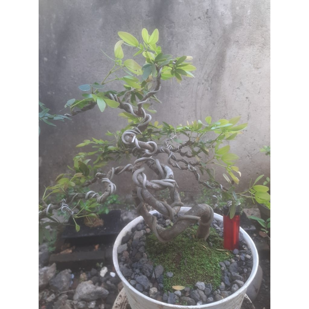 Bonsai Kaliandra Surinamensis Meliuk Sesuai Foto