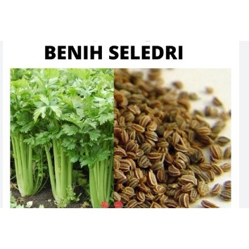 BENIH BIBIT SELEDRI KHUSUS HIDROPONIK