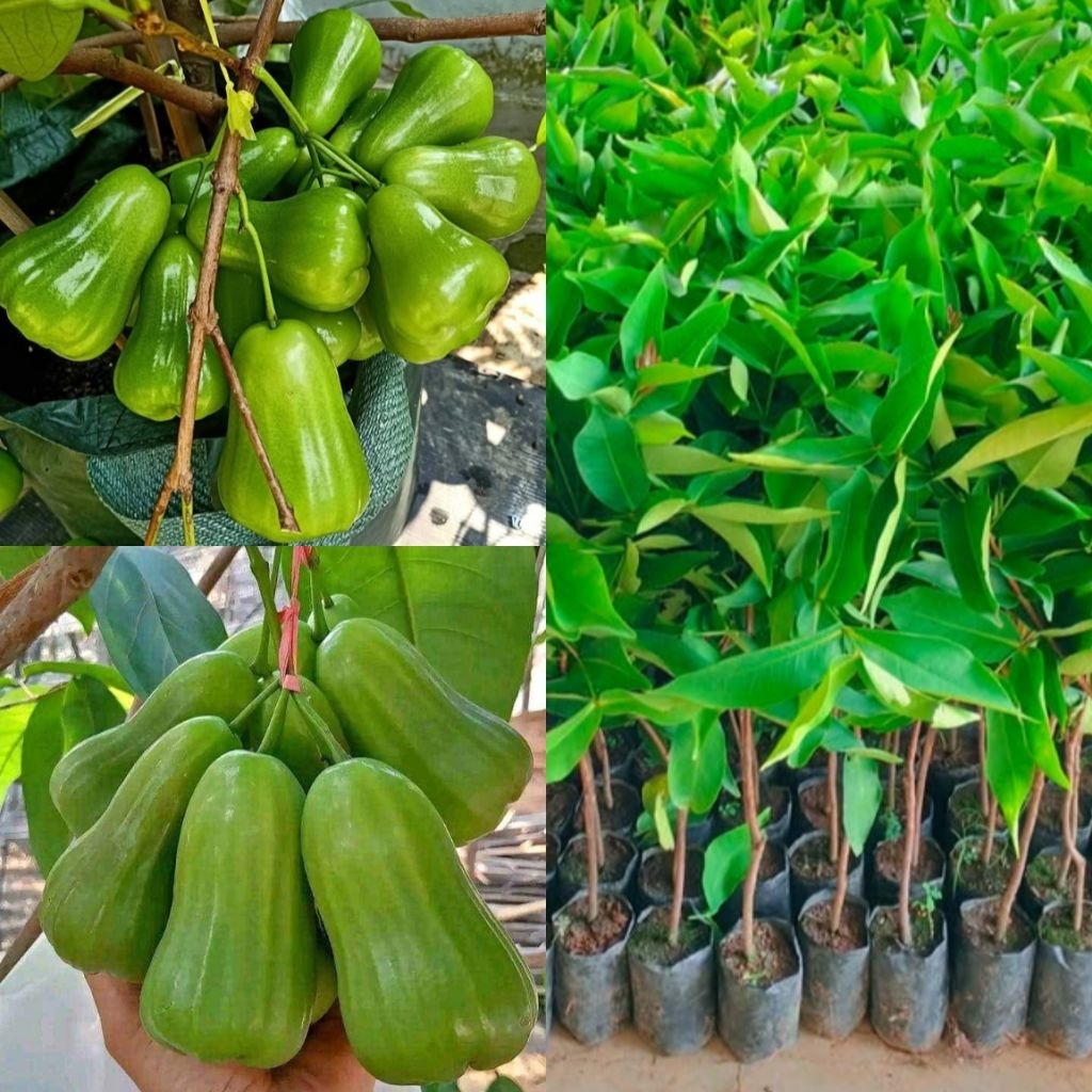 Jambu Air Madu Deli Hijau