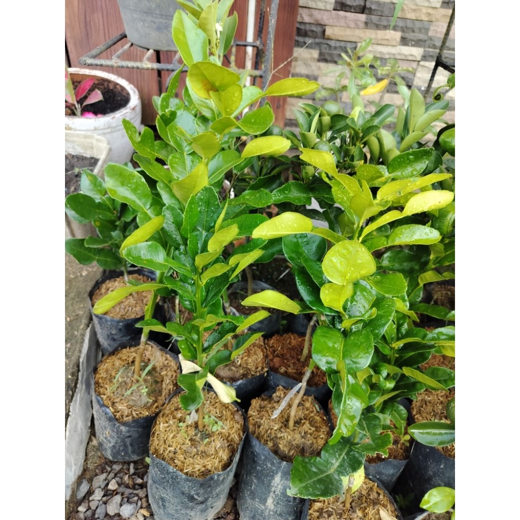 paket bibit jeruk hasil cangkok,jeruk kalamansi,jeruk purut,jeruk sate,jeruk sunkist